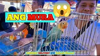 LOVEBIRDS SUPER SALE SA HULONG DUHAT MALABON PET MARKET