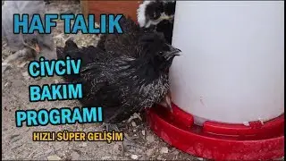 CİVCİV NASIL BAKILIR? (Doğal, Hızlı Ve Süper Gelişim)