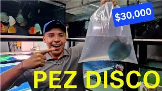 Las Variedades mas Exoticas de una Importacion de Peces Disco (Chars Fishers)