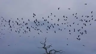 Corvids 9th January