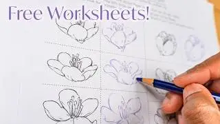 How to Draw Cherry Blossoms - FREE Worksheets!