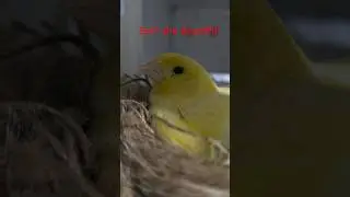 #pet #canary #birds These 2 mums have been so patient