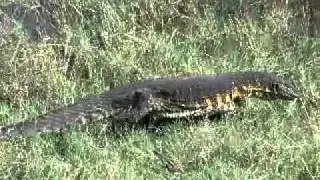 Walking Monitor Lizard