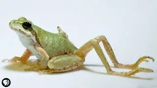 Почему у этой лягушки так много ног?!