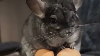 Chinchilla Gucio with 2 eggs