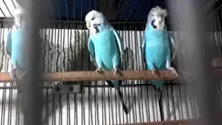 Exhibition Budgerigars | Budgie Shop | Different Parakeet Breeds | Show Budgies (Urdu/hindi)