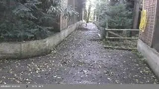 Trap Camera Captures Red Fox (Vulpes vulpes) On 7 September 2025