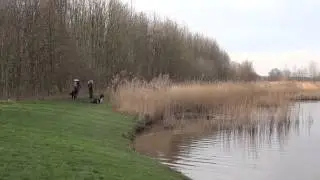 Jonge honden training. Apporteren over water.