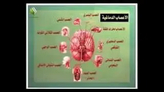 ثالث ثانوي علمي - أحياء - الجهاز العصبي في الانسان - ج2