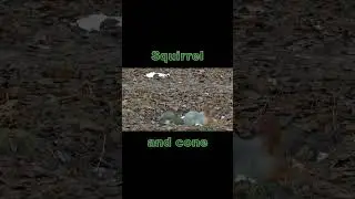 Squirrel from 