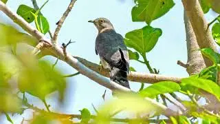 Cuckoo Bird Singing on Tree Branch | 1 Hour