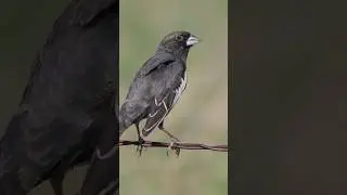 Lark Bunting Singing