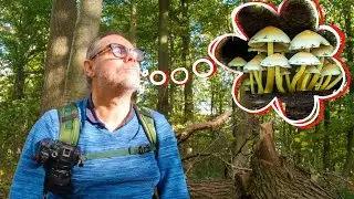 BOS- & HERFST-FOTOGRAFIE: zouden er al PADDENSTOELEN zijn???