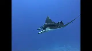 Manta rays in the Red Sea. Ghazala Explorer