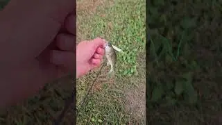 How #bassfishing #catchinbass #fishing #bassfishinglife #sportfishing #fish #catchingbass #shorts