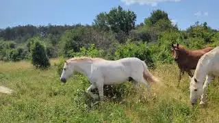 Troupeau de chevaux