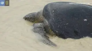 Sea Turtles Mate on the Beach | Gal&aacute;pagos | Lindblad Expeditions-National Geographic
