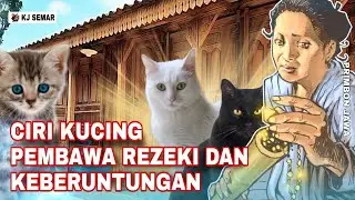 HARUS TAU❗CIRI KUCING PEMBAWA REZEKI DAN KEBERUNTUNGAN MENURUT PRIMBON JAWA