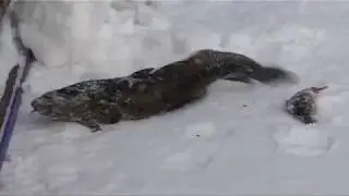 Ammattikalastus Pohjanmaalla. Talvikalastus / Larsmo N&auml;r-TV / Malax TV