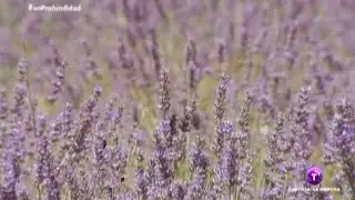 En Profundidad. Aroma a lavanda