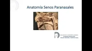 2. Anatomía Senos paranasales