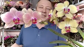 орхидеи ПОСЛЕДНЕЕ ВИДЕО о ней, корни орхидей и цветоносы у ПИРАТОВ прут как на дрожжах от хитозана
