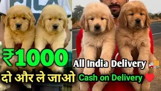 Cheapest Price Golden Retriever Dog Puppy Available for sale | Low Price Puppies 