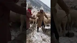 wolf attacks #animals #wolf #wildlife