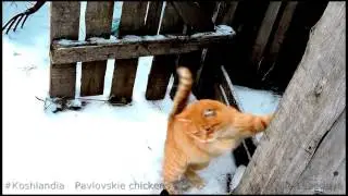 Siberian  farm cats, Lapochka and Ryzhik  Лапочка и Рыжик 27 ноября 2015