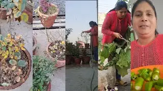 कुछ लोगो की सोच कितनी अजीब होती है ll इतने बाद घर आने पर पेड़ पौधे का तो बहुत बुरा हाल हो गया 