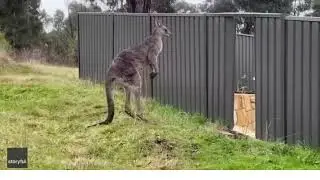 try not to laugh challenge part 2
