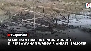 #LaporBos SEMBURAN LUMPUR DINGIN MUNCUL DI PERSAWAHAN WARGA RIANIATE, SAMOSIR