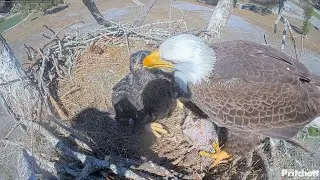 SWFL EAGLE CAM 2026.1.27  🐟Feeding scene of M15, among others.