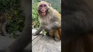 monkey core #monkey #core #animals  #funny #fyp