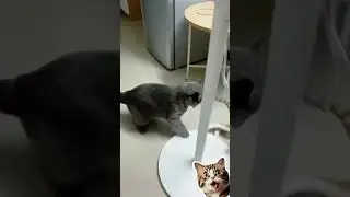 kittens ufc finale #ufc #cats #kittens