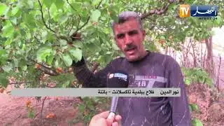 باتنة: منتجو المشمش يثمنون قرار مصنع نقاوس برفع الأسعار ومخاوف من زوال الشعبة