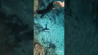 Blue mermaid sighting in Florida