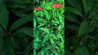 Variegated chiku plant available on vkjnursery 📱 9829719227 #varigatedchiku #chiku #chikuplant