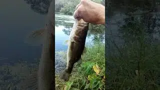 NEW PB! Week 3 of my novice bass fishing journey... New Orleans, City Park
