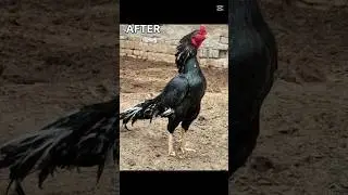 pure mainwali high quality lasani aseel murga #beforeandafter #aseelmurgalover