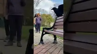 Crow Saves Squirrel From Hawk Attack | Unbelievable Real-Life Rescue Caught on Camera #wildlife
