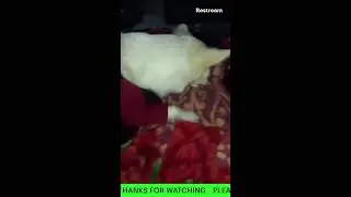 The greatest FIGHT Of PILLU VS FROOTI #live #livestream #dog #dogfight #viral #livefight