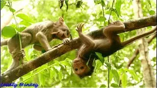 Amazing! Baby Monkey Carlino Is Healthy and Active Alert Such As Walk Run and Climbing As Well.