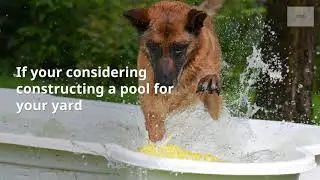 How to have your dog enjoy your swimming pool