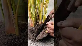 how to separate Areca Palm 🌴 #viralsorts