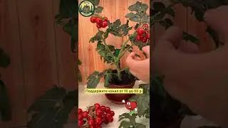 Выращивание томатов в домашних условиях #грядки #помидоры #огурцы #удобрение #подкормка #теплица
