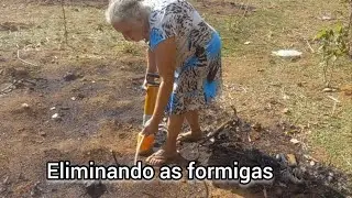 Como colocamos o p&oacute; nos formigueiros para eliminar as formigas 