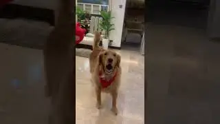 My dog turn into a cow😜everytime sam heard his squeaky toy sorry baby#goldenretriever