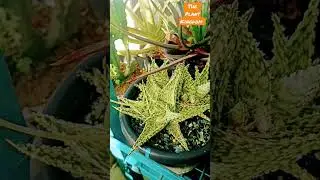 experiments in gardening How to make new hybrid aloevera plant varieties #nature #gardening #plants