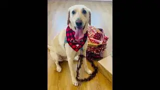 Magical Christmas - Dogs decorate the Christmas tree